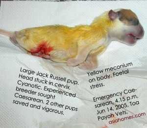 Yellow meconium is a sign of foetal stress. Toa Payoh Vets. Caesarean.