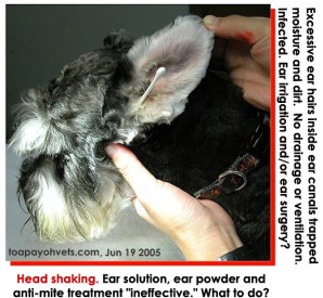 Excessive ear hairs clog up ear canal - inflamed - head shaking - Toa Payoh Vets