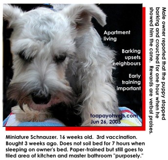 A very intelligent dominant white Miniature Schnauzer. Toa Payoh Vets