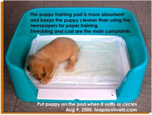 Puppy Training Pads plus litter box - toilet training of new puppy. Toa Payoh Vets