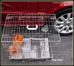 Crate + grated flooring + pee pan for toilet training puppies.  Toa Payoh Vets