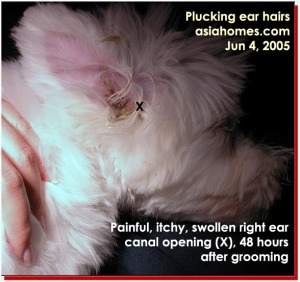 Maltese puppy. Painful and swollen ear canal after hair plucking by a groomer. asiahomes.com