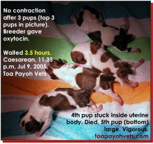 2 hours of difficult birth - emergency Caesarean. This is a guideline only. Toa Payo Vets