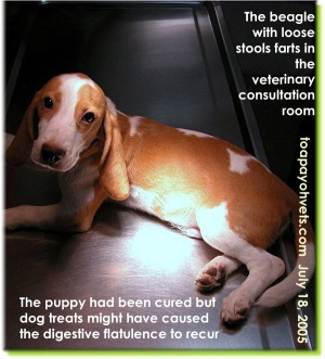 A Beagle puppy expelling foul-smelling intestinal gas on the examination table. Toa Payoh Vets
