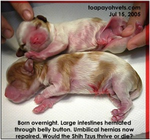 It will be a miracle if the 2 pups survived after umbilical hernia repair. The guts were gangrenous. Toa Payoh Vets