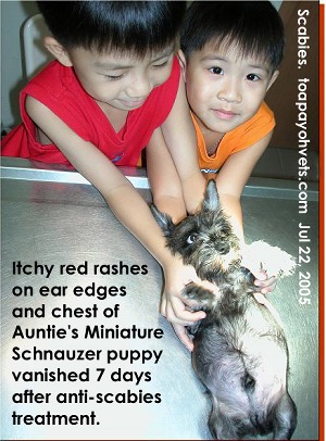 Itchiness can be due to scabies - mite infestation. Consult your vet early. Toa Payoh Vets.