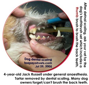 Early prevention of tooth decay by regular dental scaling. Toa Payoh Vets