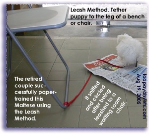 Successfully paper-trained using the leash method. Maltese pooing when picture taken. Toa Payoh Vets. 