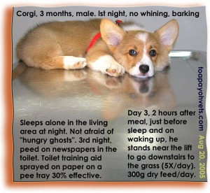 Corgi sleeps alone in living area. Toa Payoh Vets.