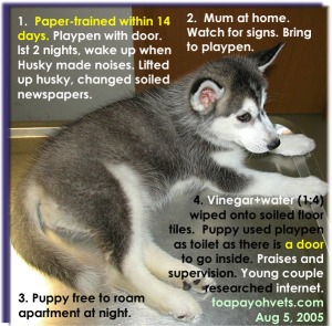 lst 7 days monitor husky like a hawk. Now, it is paper-trained in the playpen. Buy playpen with a door. 