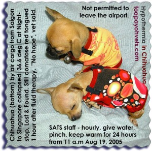 Hypothermia in 6-month-old Chihuahua air cargo Saigon - Munich via Singapore. Toa Payoh Vets