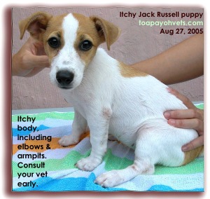 Jack Russell still smelly even if bathed every 2 days. Could be smelly medicated shampoo.
