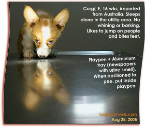 Sleep alone quietly at night. Corgi had been trained by Australian breeder. Toa Payoh Vets