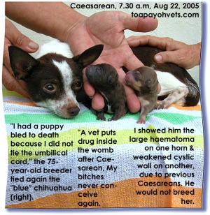 2 vigorous pups. Chihuahua's uterine walls extremely thin and fragile.  Caesarean. Toa Payoh Vets.