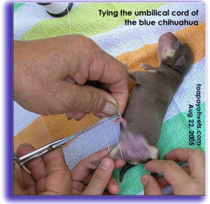 Tying the umbilical cord. Toa Payoh Vets. Blue chihuahua pup. Caesarean. 