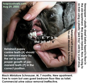 Retained canine teeth blocking correct positioning of the permanent teeth. Needs removal. See vet. Toa Payoh Vets.