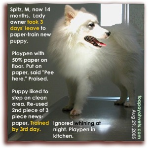 Paper-trained in 3 days is possible if you do it full-time. Toa Payoh Vets. Handsome Spitz.
