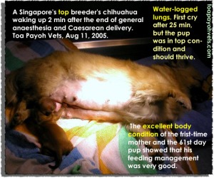 As the chihuahua was in top body condition, it was vigorous and should thrive even though it cried after 25 minutes. Toa Payoh Vets, Singapore.