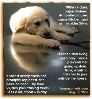 Golden Retriever Puppy uses same toilet area but does not tolerate soiled wet newspapers a bit. Toa Payoh Vets