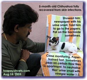 Well-loved and cared for chihuahua at 3rd vaccination. 5 months old. Toa Payoh Vets. 