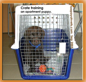 Crate for the Labrador Retriever. Toa Payoh Vets.