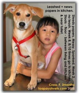 Leash method of toilet training of cross-breed female, adopted. Toa Payoh Vets