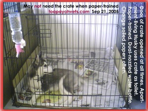 Apartment-living Siberian Husky free to roam whole apartment. Toa Payoh Vets.