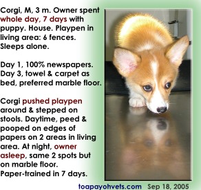 Full-time training to succeed in paper-training the new Corgi puppy. Toa Payo Vets