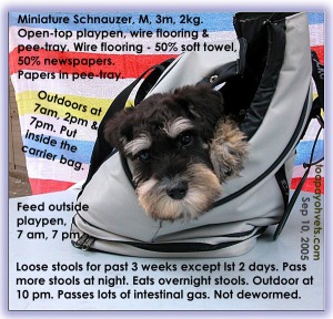 Indoor and outdoor toilet-training. Upset gut. Miniature Schnauzer puppy. Toa Payoh Vets 