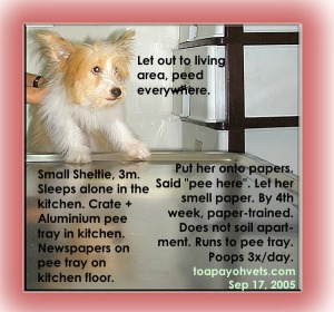 Toilet-training herding breed. Toa Payoh Vets.