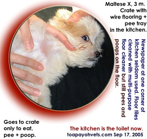 Toilet-training. Small area first 2 weeks. Toa Payoh Vets.