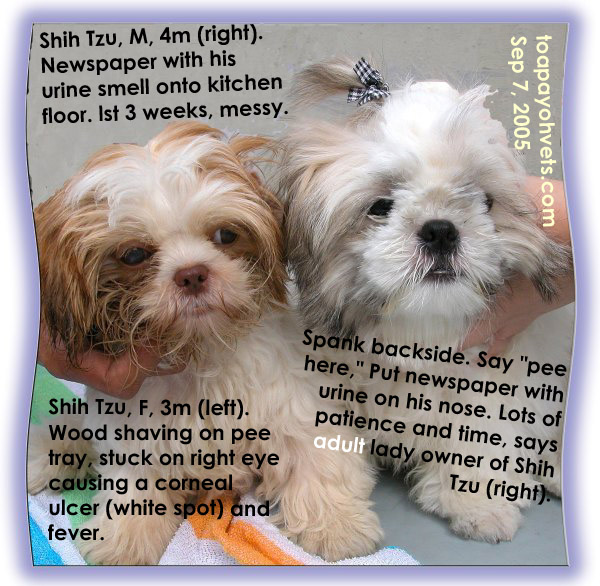 shih tzu eye ulcer canine veterinary surgery anaesthesiaveterinary surgery anaesthesia singapore toa shih tzu eye ulcer canine veterinary surgery anaesthesiaveterinary surgery anaesthesia singapore toa