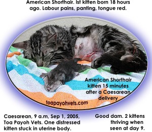 18 hours after the first birth. Caesarean. American Shorthair kitten distressed but survived. Toa Payoh Vets.