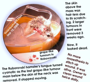 General anaesthesia of hamsters are much riskier  than in dogs. Toa Payoh Vets