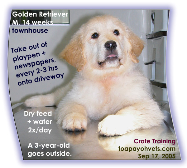 Toilet-training puppies. Crate training. Toa Payoh Vets.