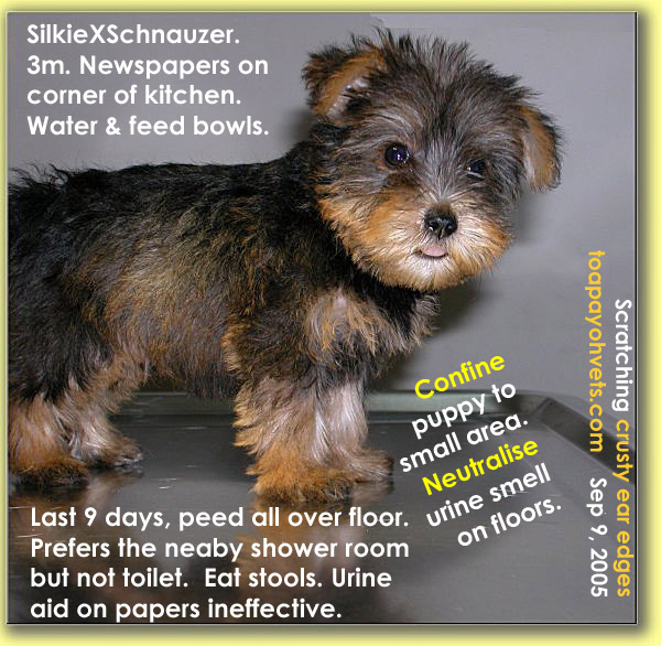 shih tzu itching non stop 031208asingapore toa payoh veterinary cat rabbits hamster veterinarian veterinary shih tzu itching non stop 031208asingapore toa payoh veterinary cat rabbits hamster veterinarian veterinary