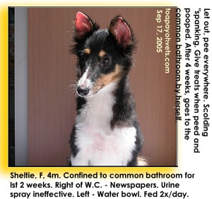 Play inside common bathroom for first 2 weeks. Toilet training. Sheltie. Toa Payoh Vets.