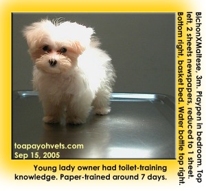 Graduate lady owner knew and has full time,  how to toilet-train puppy. Toa Payoh Vets