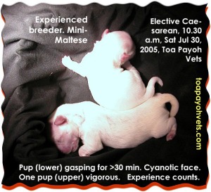 Experienced breeder learnt from losses. Elective Caesarean for mini-Maltese. Large pups. Only 1 saved. Toa Payoh Vets