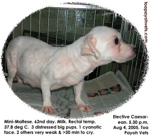 3 large mini-Maltese pups but they were weak and distressed. 1 cyanotic died. 2 weak. Toa Payoh Vets. 