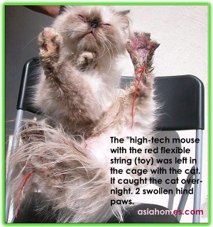 Never leave a mouse with flexible string inside a cage with a cat!  asiahomes.com