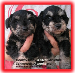 Healthy black and silver Miniature Schnauzers. Toa Payoh Vets