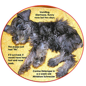 Convulsions, seizures, fits in this Miniature Schnauzer puppy.